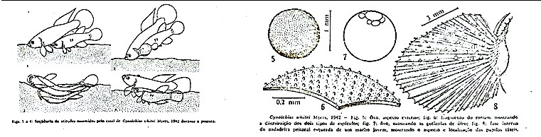 ilustração do texo