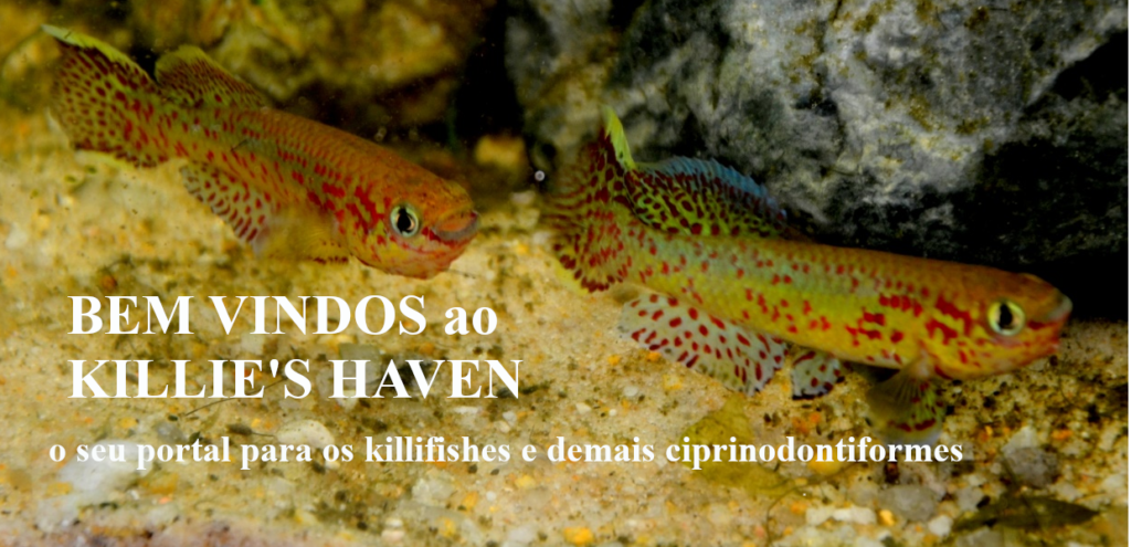 dois killifishes, Fundulopanchax gardneri (steel-blue killifish)em display agonístico.