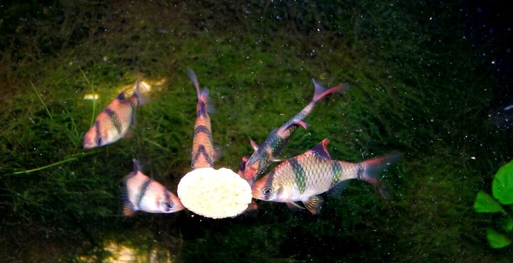 peixes obtendo nutrição de uma pastilha de alimento adesiva.